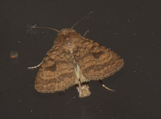 Noctuidae: Caradrina morpheus